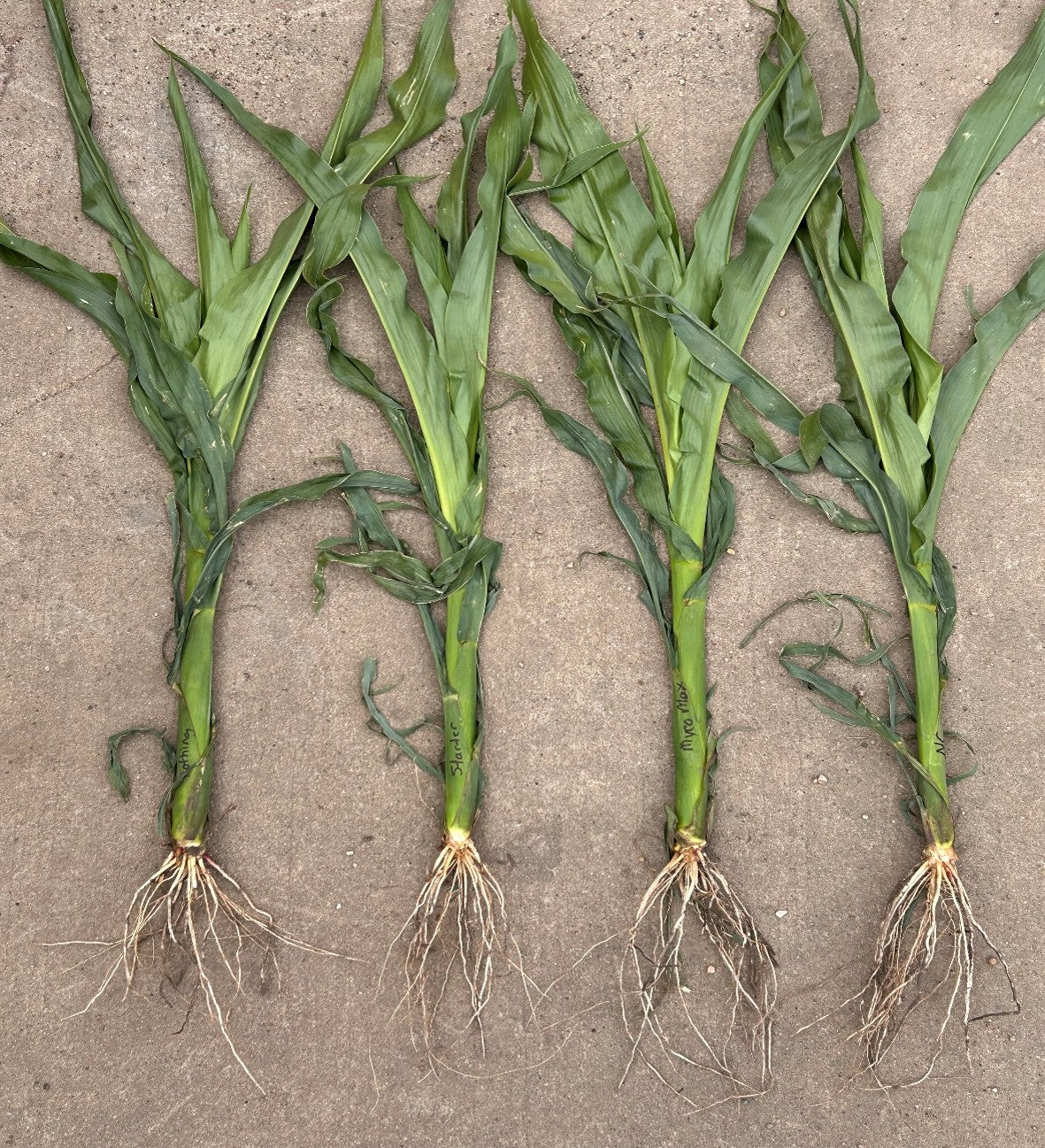 Pleasant View AG field comparison photo