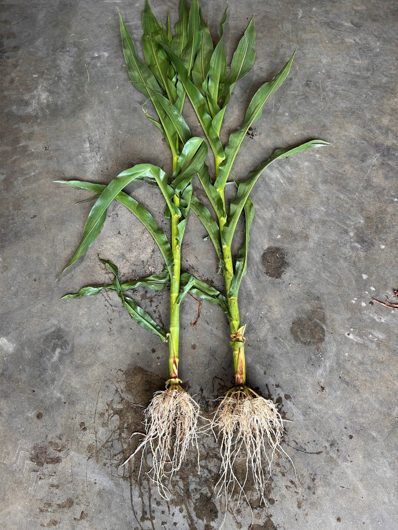 Pleasant View AG field comparison photo