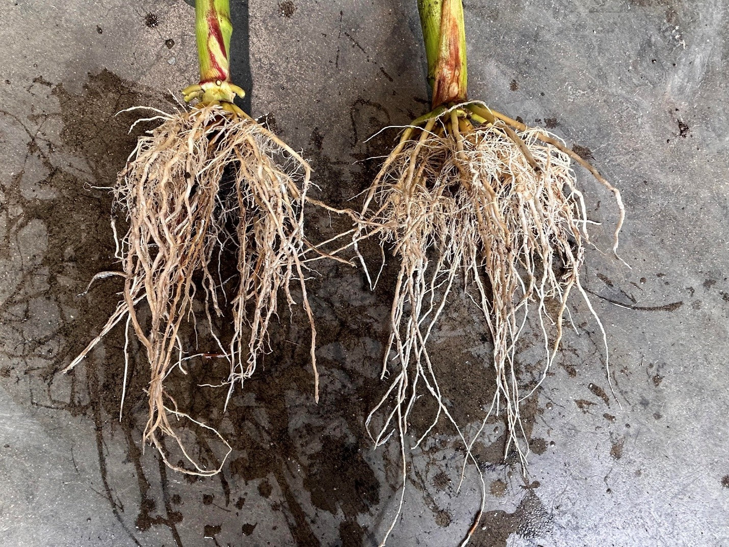 Pleasant View AG comparison or check photo